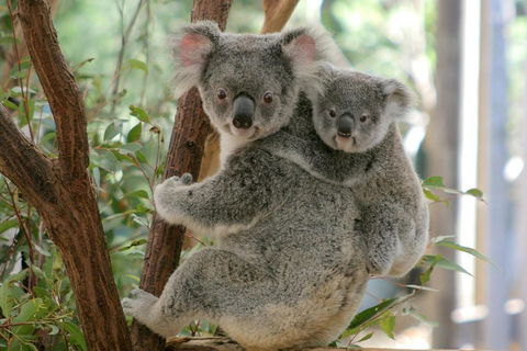 Lone Pine Koala Sanctuary Admission With Brisbane River Cruise - Holiday Cairns 3