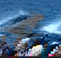 Tangalooma Island Resort Whale Watching Day Cruise - Holiday Cairns