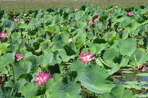 Darwin To Kakadu Day Trip By Air Including Yellow Water Cruise - Holiday Cairns 2