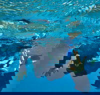 3 Day Whitsundays Sailing and Diving Adventure Kiana - Holiday Cairns