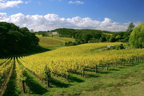 McLaren Vale And Glenelg Wine Tasting And Sightseeing (Half-day Afternoon) - Holiday Cairns 4