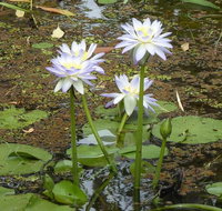 Yellow Water Cruise - Kakadu - Holiday Cairns