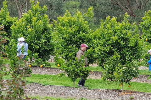 Dandenong Ranges And Rayners Orchard Tour From Melbourne - Holiday Cairns 2