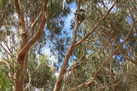 Kangaroo Island 4WD Tour - Best Of KI In 2 Days - Holiday Cairns 0