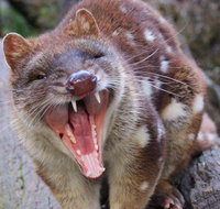 After Dark Tasmanian Devil Feeding Tour at Cradle Mountain - Holiday Cairns