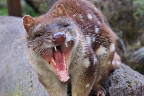 After Dark Tasmanian Devil Feeding Tour At Cradle Mountain - Holiday Cairns 0