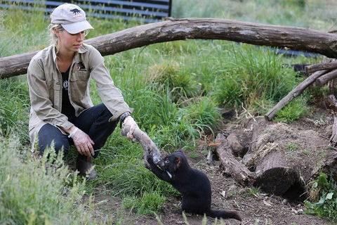 After Dark Tasmanian Devil Feeding Tour At Cradle Mountain - Holiday Cairns 1