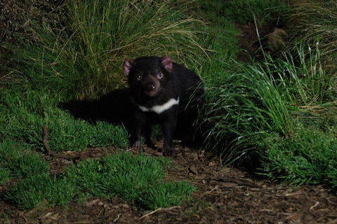 After Dark Tasmanian Devil Feeding Tour At Cradle Mountain - Holiday Cairns 4