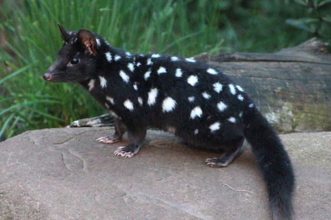 After Dark Tasmanian Devil Feeding Tour At Cradle Mountain - Holiday Cairns 5