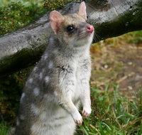 1-Hour Tasmanian Devil Feeding Day Tour at Cradle Mountain - Holiday Cairns