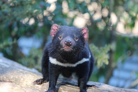 1-Hour Tasmanian Devil Feeding Day Tour At Cradle Mountain - Holiday Cairns 1
