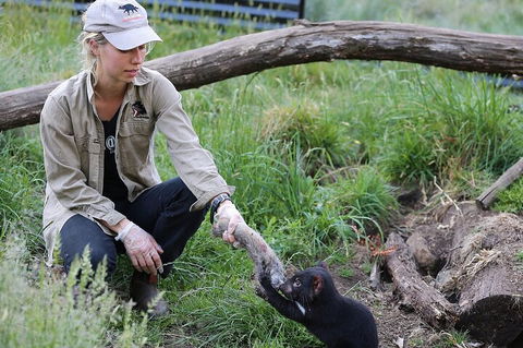1-Hour Tasmanian Devil Feeding Day Tour At Cradle Mountain - Holiday Cairns 2