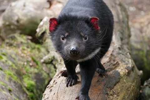1-Hour Tasmanian Devil Feeding Day Tour At Cradle Mountain - Holiday Cairns 4