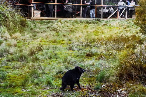 1-Hour Tasmanian Devil Feeding Day Tour At Cradle Mountain - Holiday Cairns 5