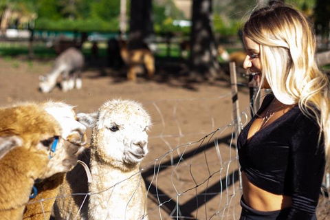 O'Reilly's & Lamington National Park Incl. Alpaca Farm + Vineyard - Holiday Cairns 3