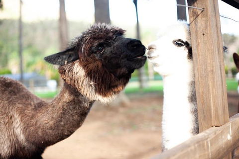 O'Reilly's & Lamington National Park Incl. Alpaca Farm + Vineyard - Holiday Cairns 4