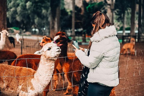 O'Reilly's & Lamington National Park Incl. Alpaca Farm + Vineyard - Holiday Cairns 5