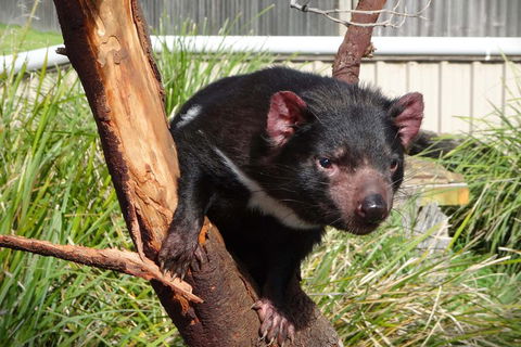 Tasmania 6 Day 'Tour In Circle' - Holiday Cairns 1