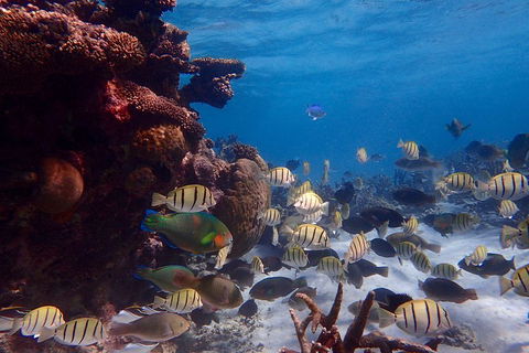 Lagoon Explorer - Ningaloo Reef Full-Day Kayaking And Snorkeling Adventure - Holiday Cairns 2