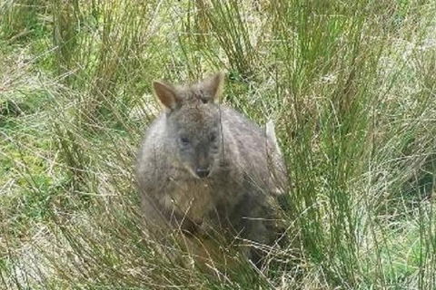 Leven Canyon Day Trip Including Wings Wildlife Park Or Gunns Plains Caves - Holiday Cairns 3