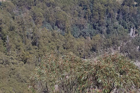 Leven Canyon Day Trip Including Wings Wildlife Park Or Gunns Plains Caves - Holiday Cairns 4