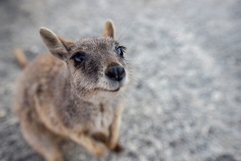 Chillagoe Caves And Outback Day Trip From Cairns - Holiday Cairns 2