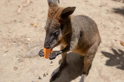 Chillagoe Caves And Outback Day Trip From Cairns - Holiday Cairns 5