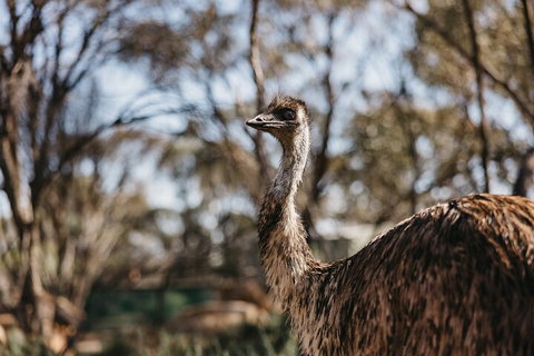 Wave Rock, York, Wildflowers, And Aboriginal Cultural Day Tour From Perth - Holiday Cairns 4