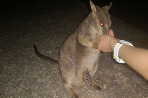 Private Tour to Paronella Park, Historic Village Herberton and wild life Wallaby