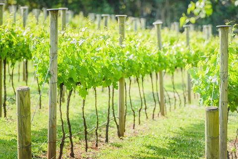Deluxe Winery Tour To Tamborine Mountain, Includes Gourmet Two Course Lunch - Holiday Cairns 5