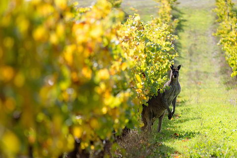 Margaret River 3 Day Escape - Holiday Cairns 4