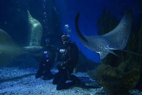 Shark Dive Experience At SEA LIFE Melbourne Aquarium - Holiday Cairns 1