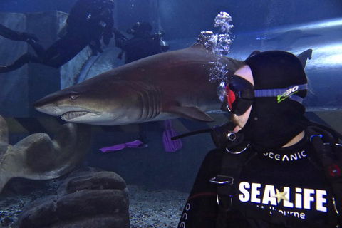 Shark Dive Experience At SEA LIFE Melbourne Aquarium - Holiday Cairns 2