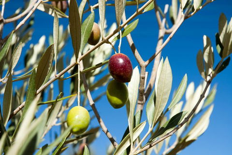 Fine Flavours - Full Day Kangaroo Island Food & Wine Tour - Holiday Cairns 4