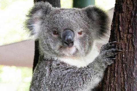 Wildlife Habitat Port Douglas - Holiday Cairns 1