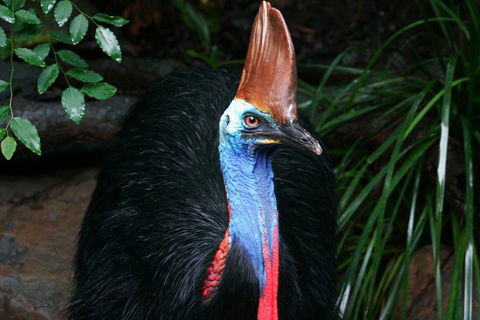 Wildlife Habitat Port Douglas - Holiday Cairns 3