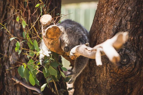 Melbourne City Tour And Phillip Island In One Day - Holiday Cairns 0