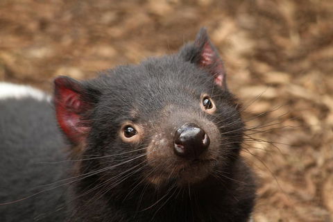 Day Tour In Mt. Field, Mt. Wellington, Bonorong Wildlife Sanctuary And Richmond - Holiday Cairns 4