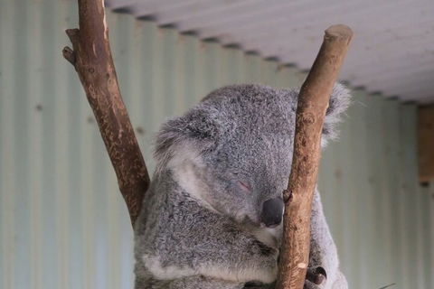 Featherdale Wildlife Park General Admission - Holiday Cairns 3