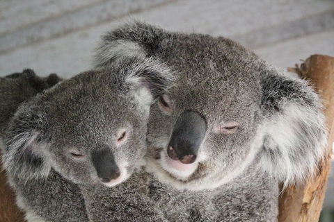 Featherdale Wildlife Park General Admission - Holiday Cairns 4