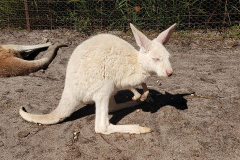 Very Best Of Perth Tour - Wildlife Park & City Highlights Tour - Holiday Cairns 3