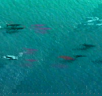 40-45 Minute Port Stephens and Stockton Beach Helicopter Flight - For 2 - Holiday Cairns