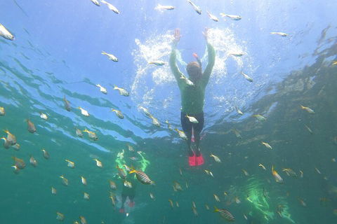 Manly Snorkel Trip And Nature Walk With Local Guide - Holiday Cairns 0