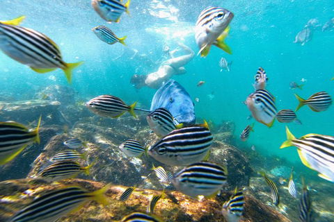 Manly Snorkel Trip And Nature Walk With Local Guide - Holiday Cairns 2