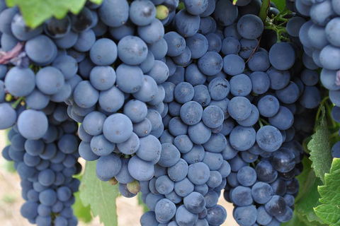 Adelaide Hills Day Tour. Winery Cellar Doors - Holiday Cairns 3