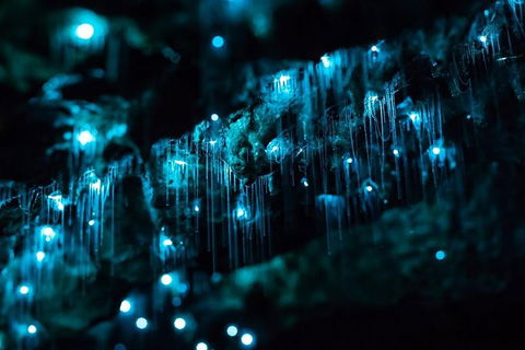 Hinterland Magic & Glow-worm Experience - Holiday Cairns 1