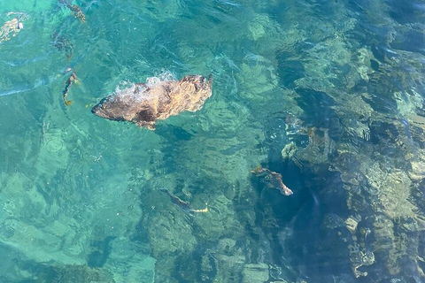 Aquascene Magnetic Island Discovery Tour - Holiday Cairns 1