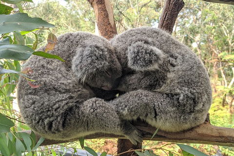 Central Coast Explorer With 'Personalised Sydney Tours' - Holiday Cairns 5