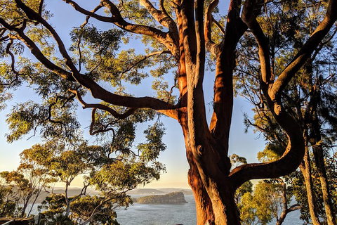 Manly & Sydney's Northern Beaches With 'Personalised Sydney Tours' - Holiday Cairns 4