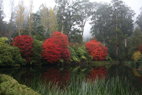 LGBT+ Friendly Full Day Yarra Valley & Dandenong Ranges Private Tour - Holiday Cairns 2